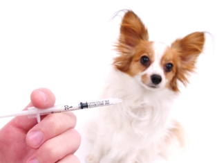 pet-vaccinations.jpg